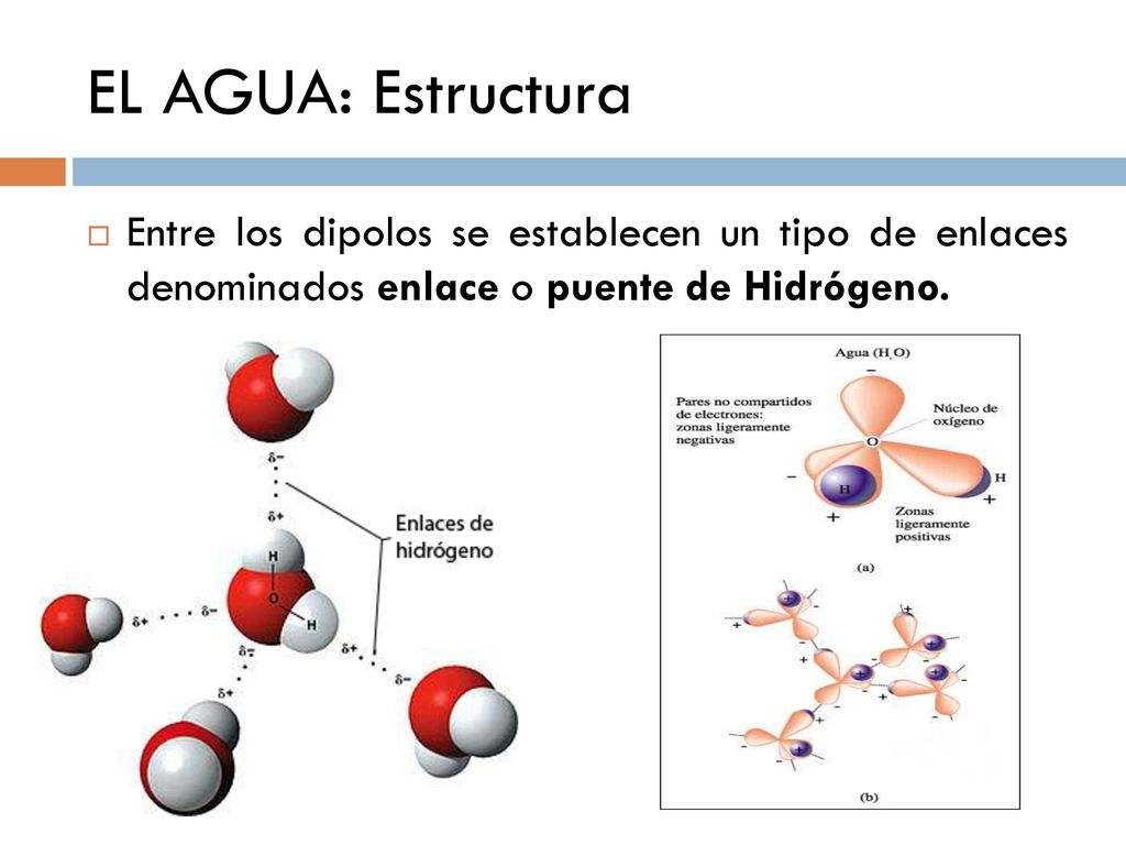 EL AGUA: Estructura Entre los dipolos se establecen un tipo de enlaces denominados enlace o puente de Hidrógeno.