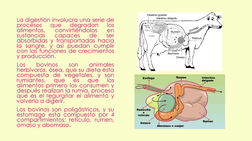 La digestión involucra una serie de procesos que degradan los alimentos, convirtiéndolos en sustancias capaces de ser absorbidas y transportadas hacia la sangre, y así puedan cumplir con las funciones de crecimientos y producción.