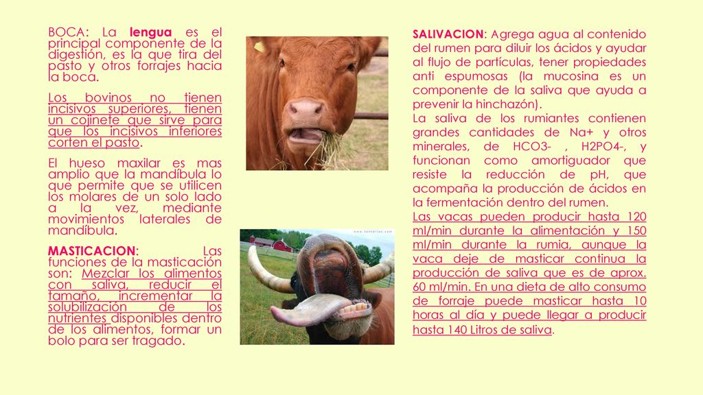BOCA: La lengua es el principal componente de la digestión, es la que tira del pasto y otros forrajes hacia la boca. Los bovinos no tienen incisivos superiores, tienen un cojinete que sirve para que los incisivos inferiores corten el pasto. El hueso maxilar es mas amplio que la mandíbula lo que permite que se utilicen los molares de un solo lado a la vez, mediante movimientos laterales de mandíbula. MASTICACION: Las funciones de la masticación son: Mezclar los alimentos con saliva, reducir el tamaño, incrementar la solubilización de los nutrientes disponibles dentro de los alimentos, formar un bolo para ser tragado.