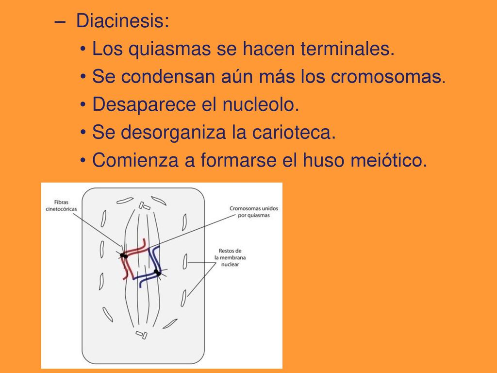 Diacinesis: Los quiasmas se hacen terminales. Se condensan aún más los cromosomas. Desaparece el nucleolo.