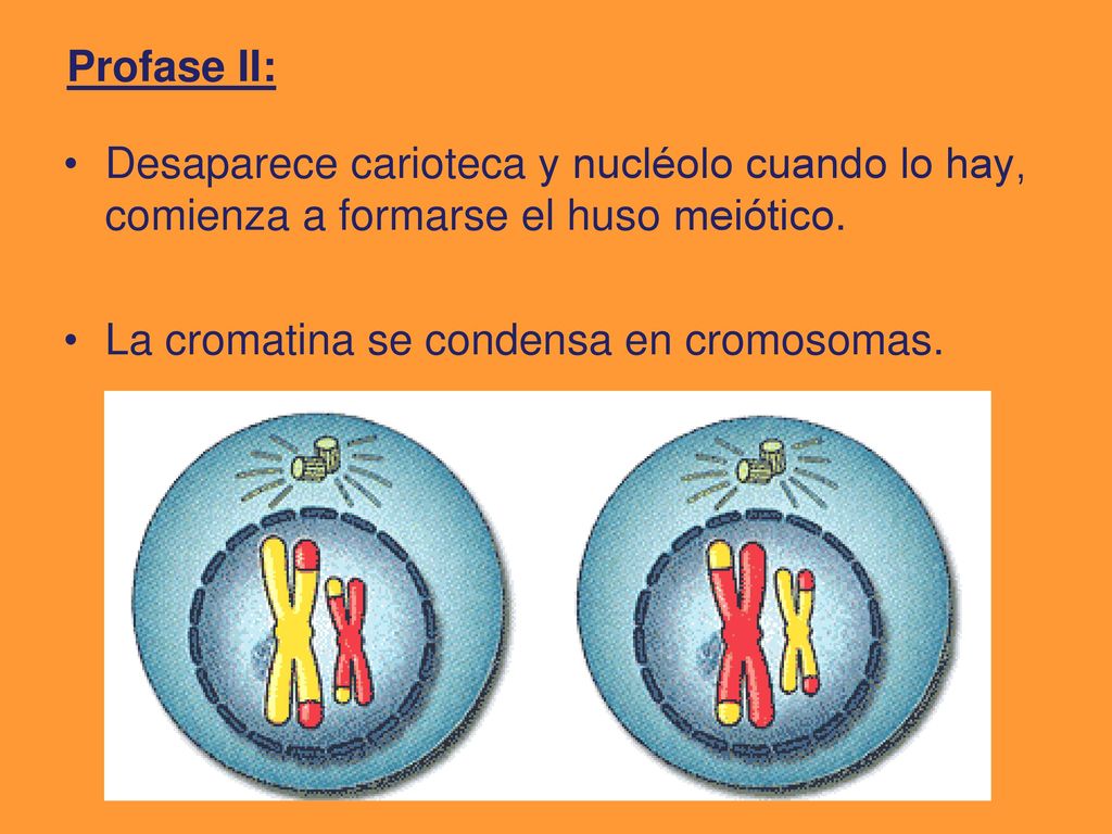 Profase II: Desaparece carioteca y nucléolo cuando lo hay, comienza a formarse el huso meiótico.