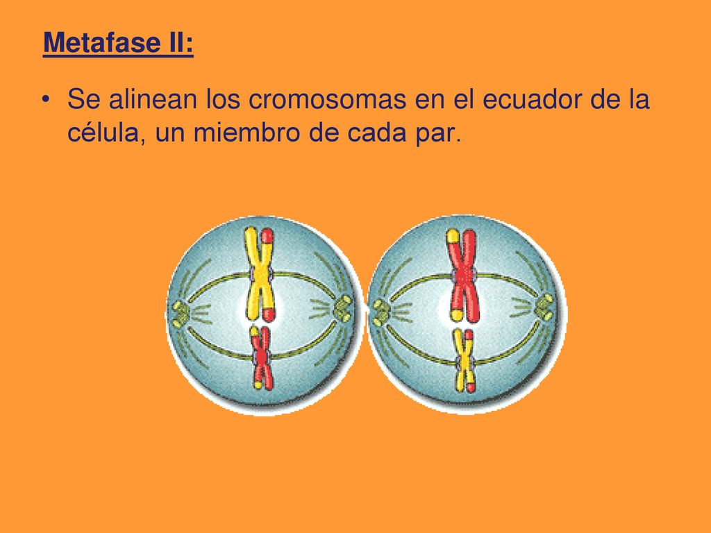Metafase II: Se alinean los cromosomas en el ecuador de la célula, un miembro de cada par.
