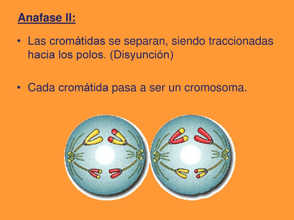 Anafase II: Las cromátidas se separan, siendo traccionadas hacia los polos.