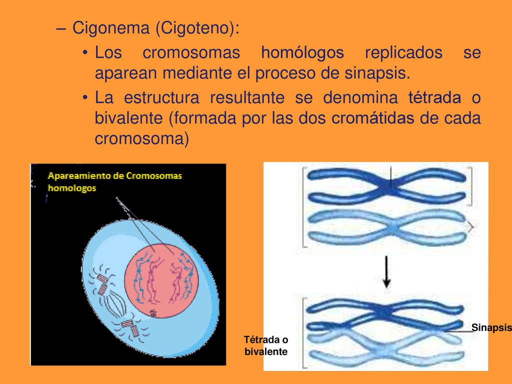 Cigonema (Cigoteno): Los cromosomas homólogos replicados se aparean mediante el proceso de sinapsis.