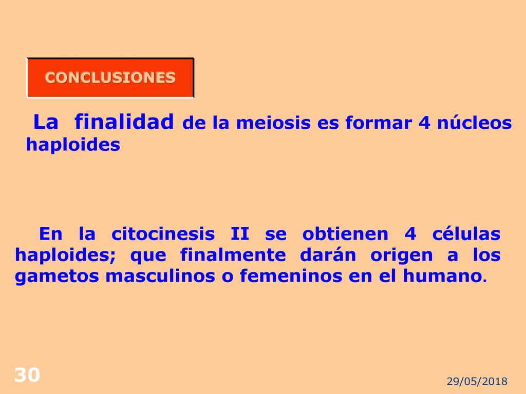 La finalidad de la meiosis es formar 4 núcleos haploides