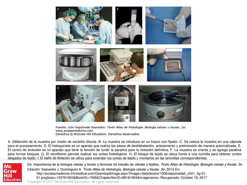 A. Obtención de la muestra por medio de escisión directa. B