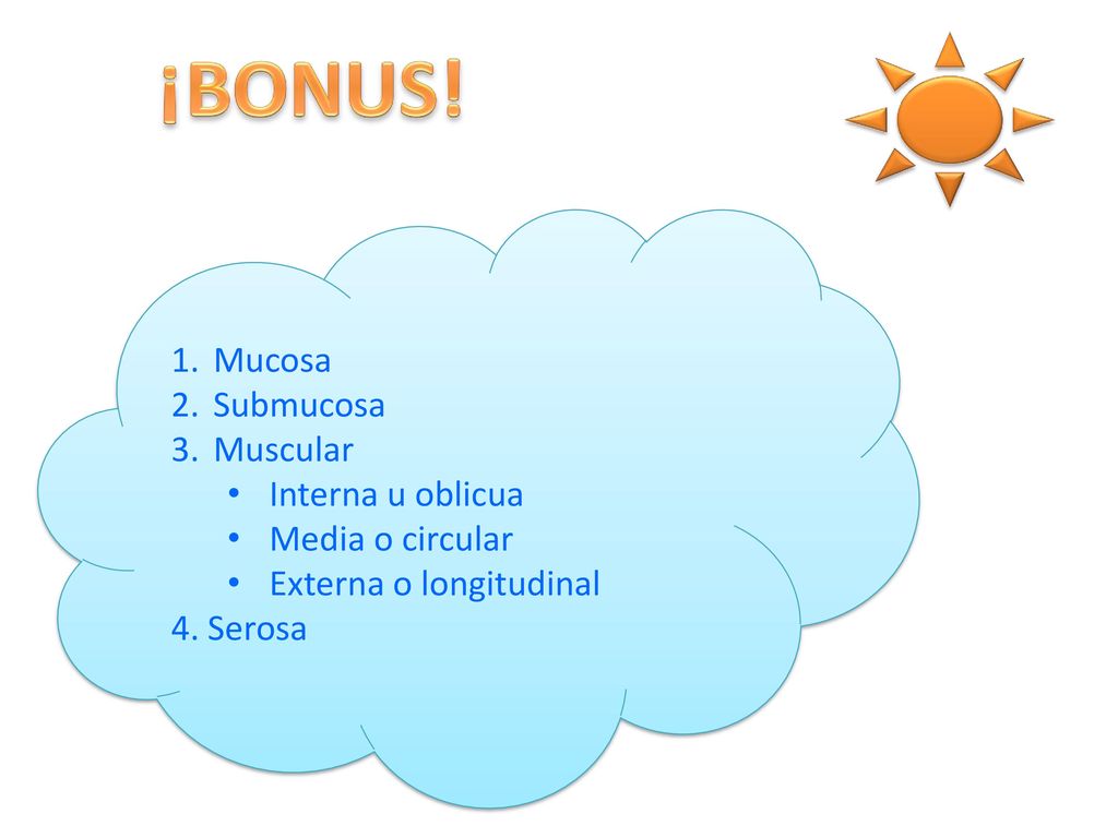 ¡BONUS! Mucosa Submucosa Muscular Interna u oblicua Media o circular
