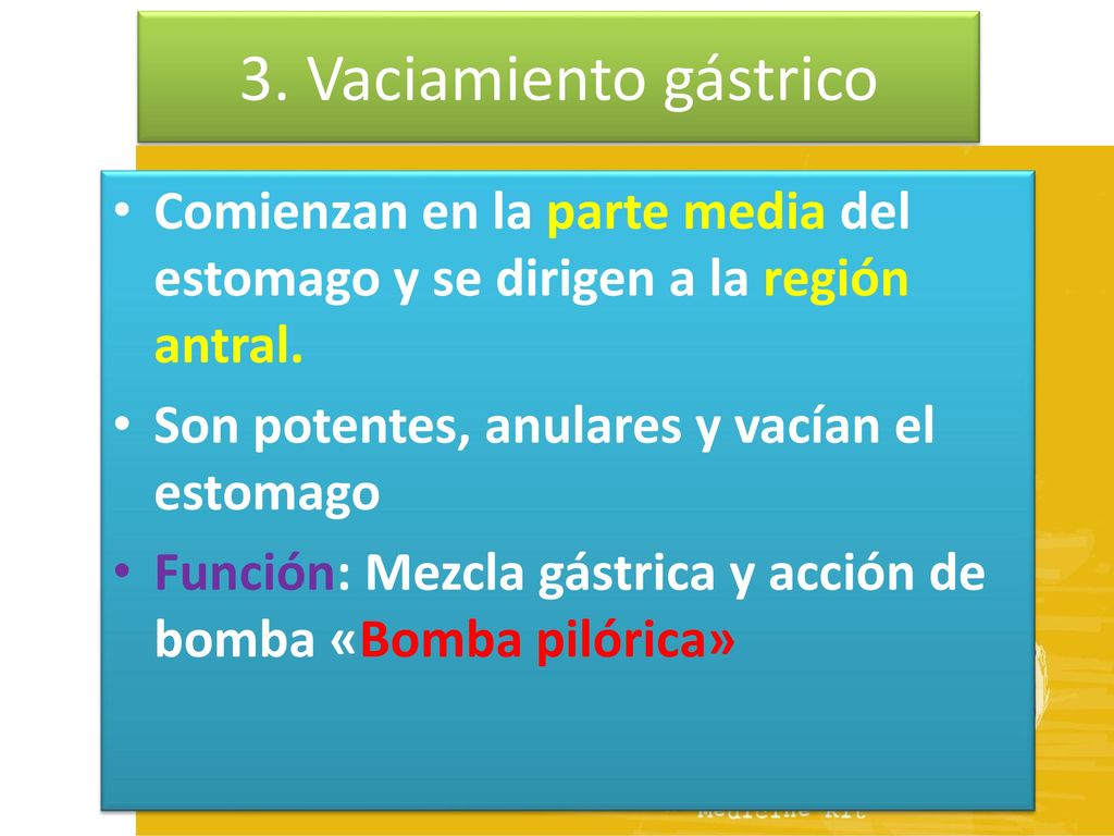 3. Vaciamiento gástrico Comienzan en la parte media del estomago y se dirigen a la región antral. Son potentes, anulares y vacían el estomago.
