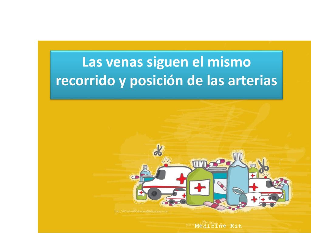 Las venas siguen el mismo recorrido y posición de las arterias