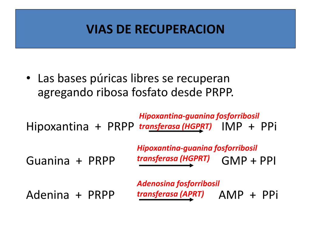 VIAS DE RECUPERACION Las bases púricas libres se recuperan agregando ribosa fosfato desde PRPP. Hipoxantina + PRPP IMP + PPi.