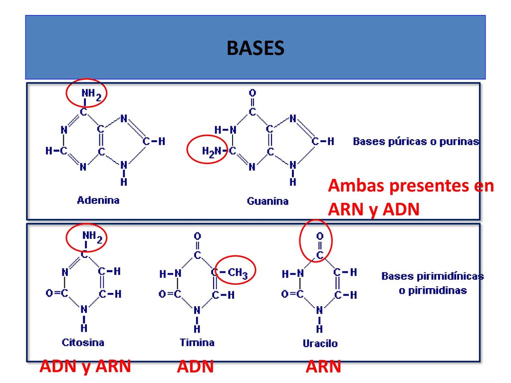 BASES Ambas presentes en ARN y ADN ADN y ARN ADN ARN
