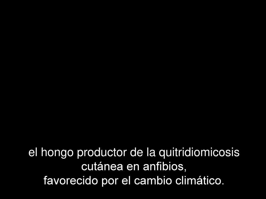el hongo productor de la quitridiomicosis cutánea en anfibios, favorecido por el cambio climático.