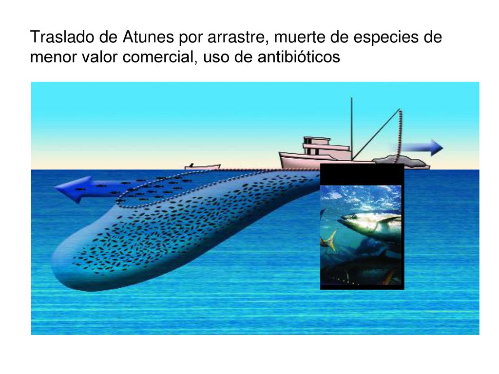Traslado de Atunes por arrastre, muerte de especies de menor valor comercial, uso de antibióticos