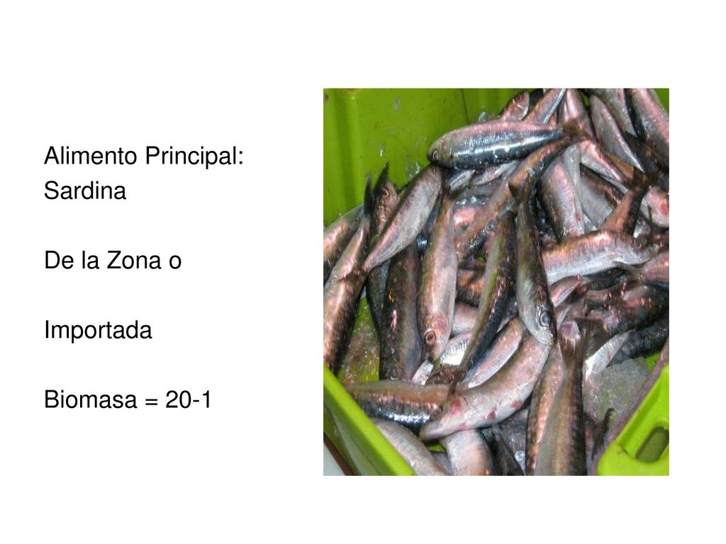 Alimento Principal: Sardina De la Zona o Importada Biomasa = 20-1
