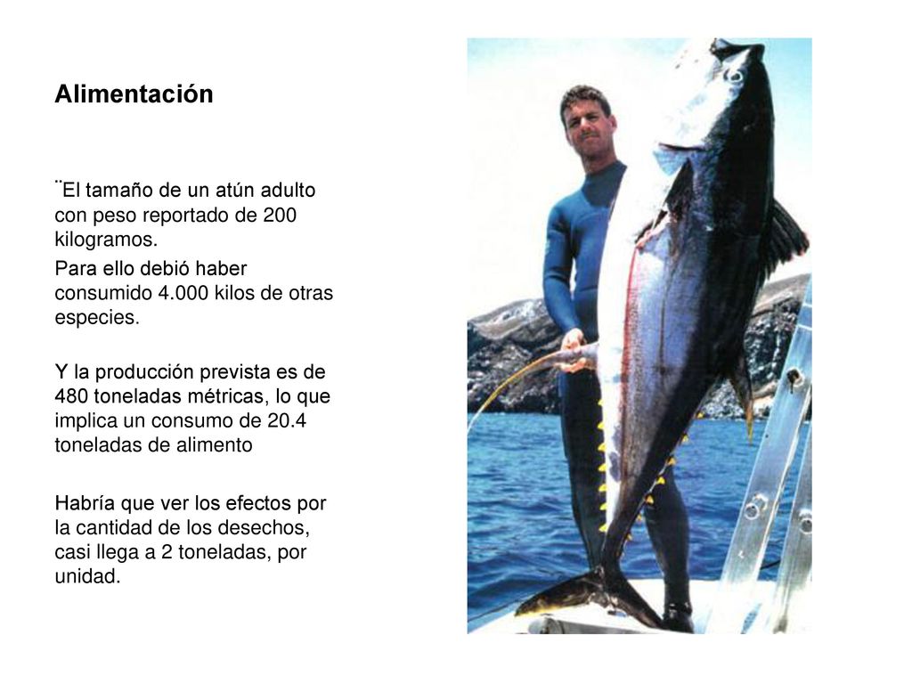 Alimentación ¨El tamaño de un atún adulto con peso reportado de 200 kilogramos. Para ello debió haber consumido kilos de otras especies.