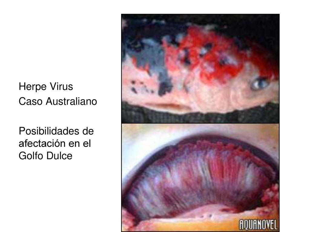 Herpe Virus Caso Australiano Posibilidades de afectación en el Golfo Dulce