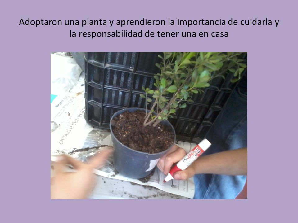 Adoptaron una planta y aprendieron la importancia de cuidarla y la responsabilidad de tener una en casa
