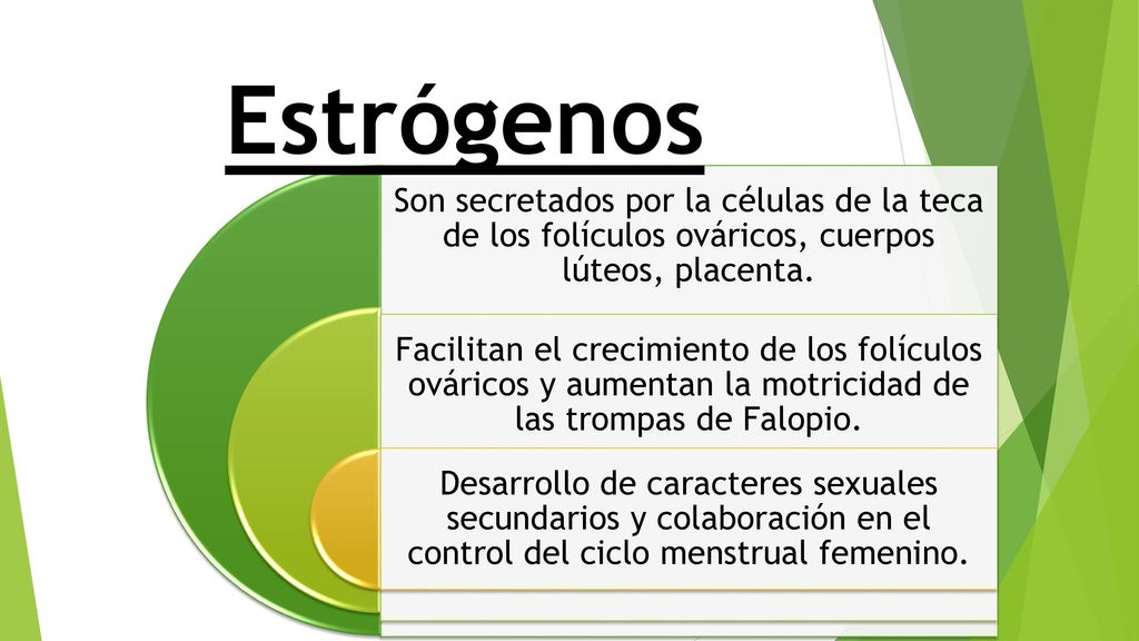 Estrógenos Son secretados por la células de la teca de los folículos ováricos, cuerpos lúteos, placenta.