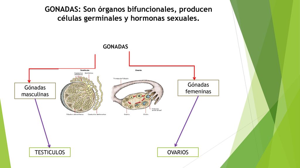 GONADAS: Son órganos bifuncionales, producen células germinales y hormonas sexuales.