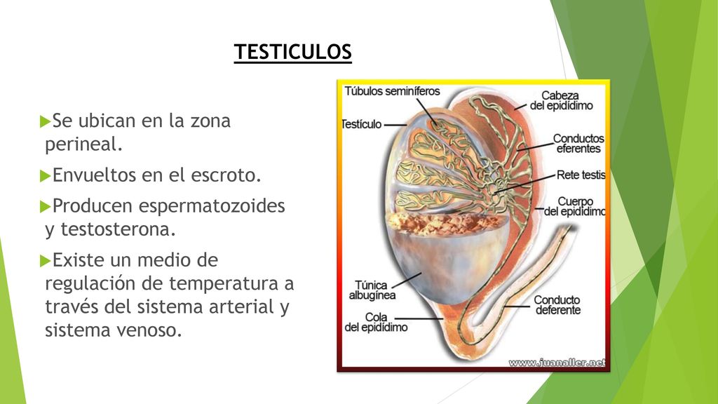 TESTICULOS Se ubican en la zona perineal. Envueltos en el escroto.