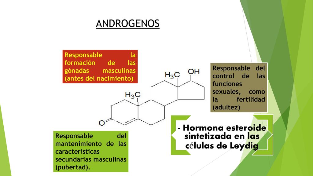 - Hormona esteroide sintetizada en las células de Leydig