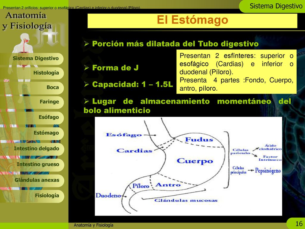 El Estómago Porción más dilatada del Tubo digestivo Forma de J