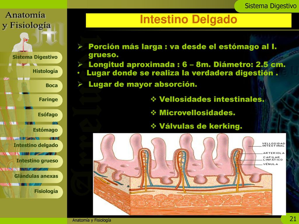 Intestino Delgado Porción más larga : va desde el estómago al I. grueso. Longitud aproximada : 6 – 8m. Diámetro: 2.5 cm.