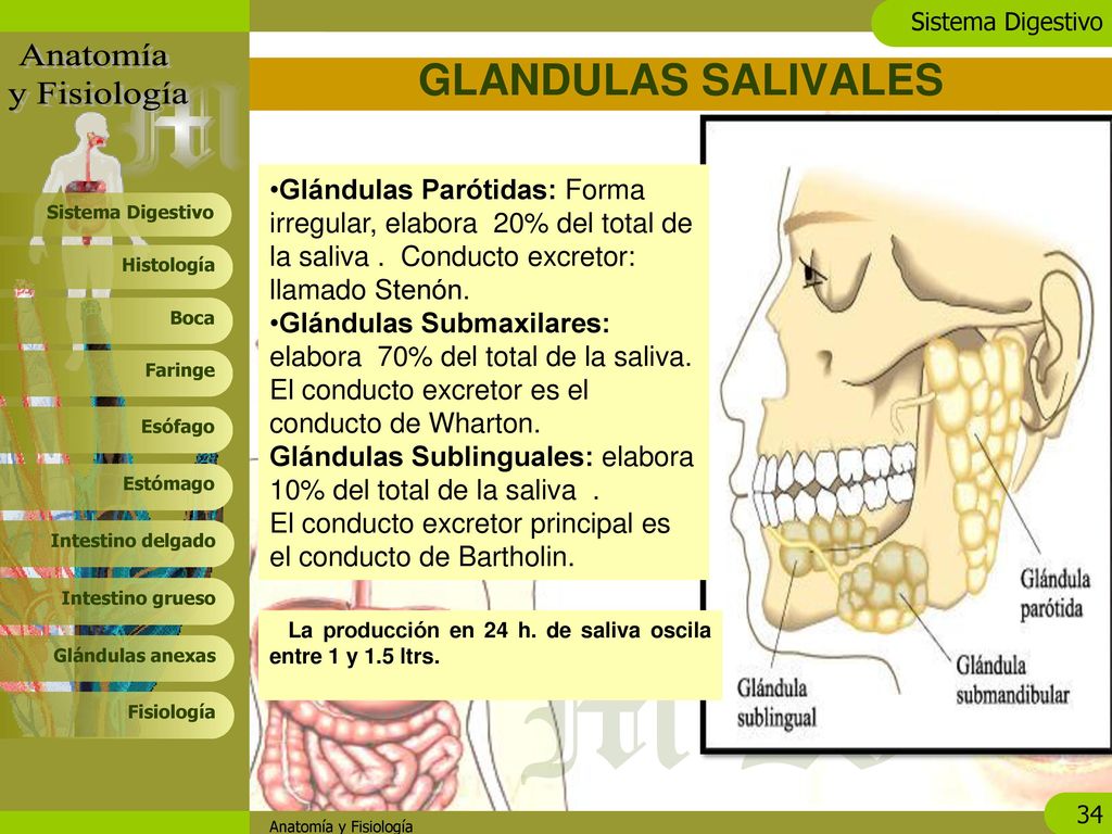 GLANDULAS SALIVALES Glándulas Parótidas: Forma irregular, elabora 20% del total de la saliva . Conducto excretor: llamado Stenón.