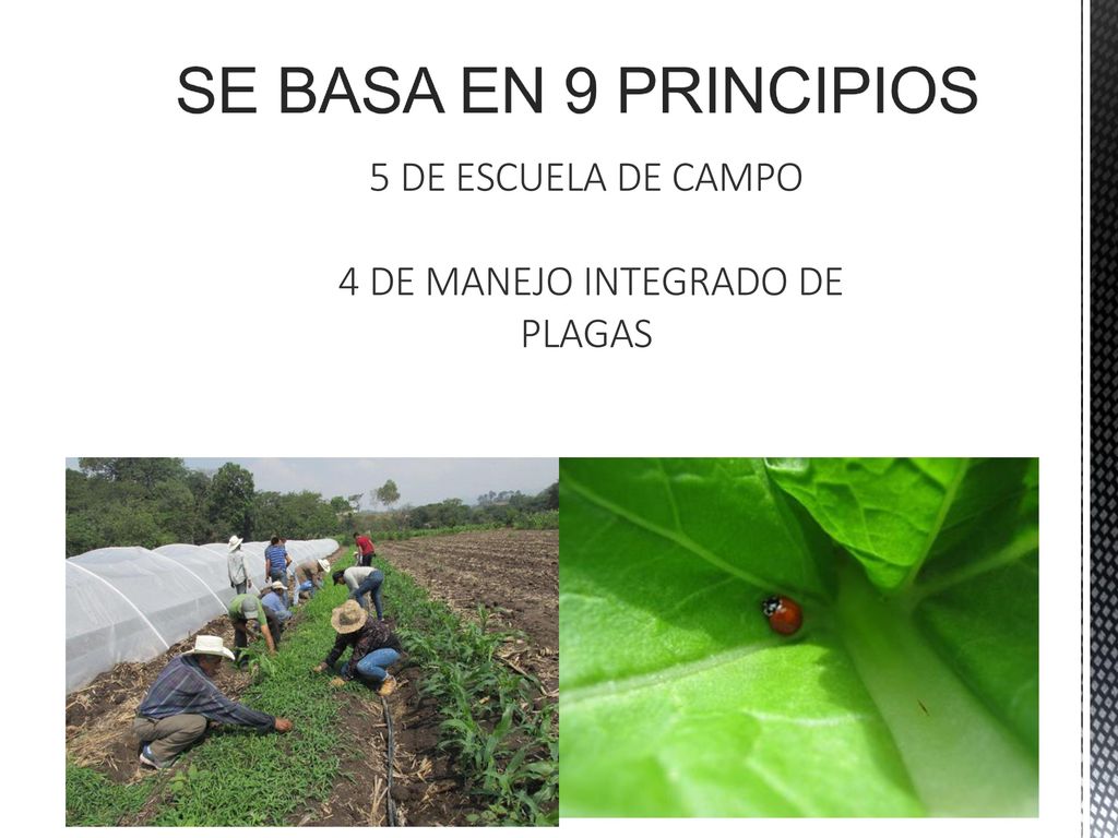 5 DE ESCUELA DE CAMPO 4 DE MANEJO INTEGRADO DE PLAGAS