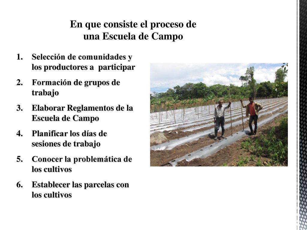 En que consiste el proceso de una Escuela de Campo