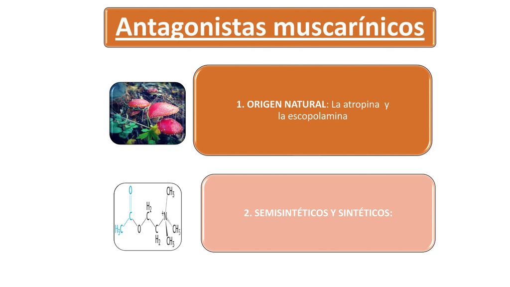 Antagonistas muscarínicos 2. SEMISINTÉTICOS Y SINTÉTICOS: