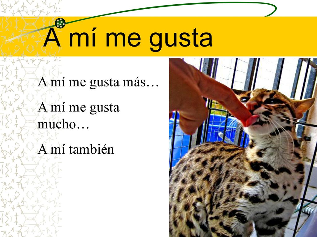 A mí me gusta A mí me gusta más… A mí me gusta mucho… A mí también