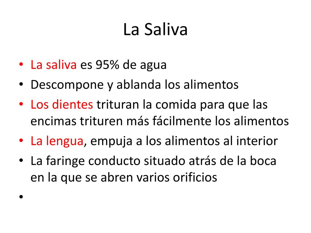La Saliva La saliva es 95% de agua Descompone y ablanda los alimentos