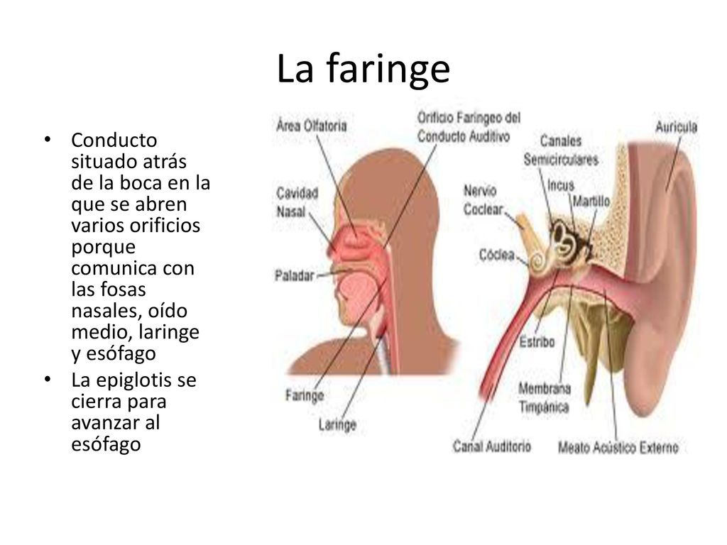 La faringe Conducto situado atrás de la boca en la que se abren varios orificios porque comunica con las fosas nasales, oído medio, laringe y esófago.