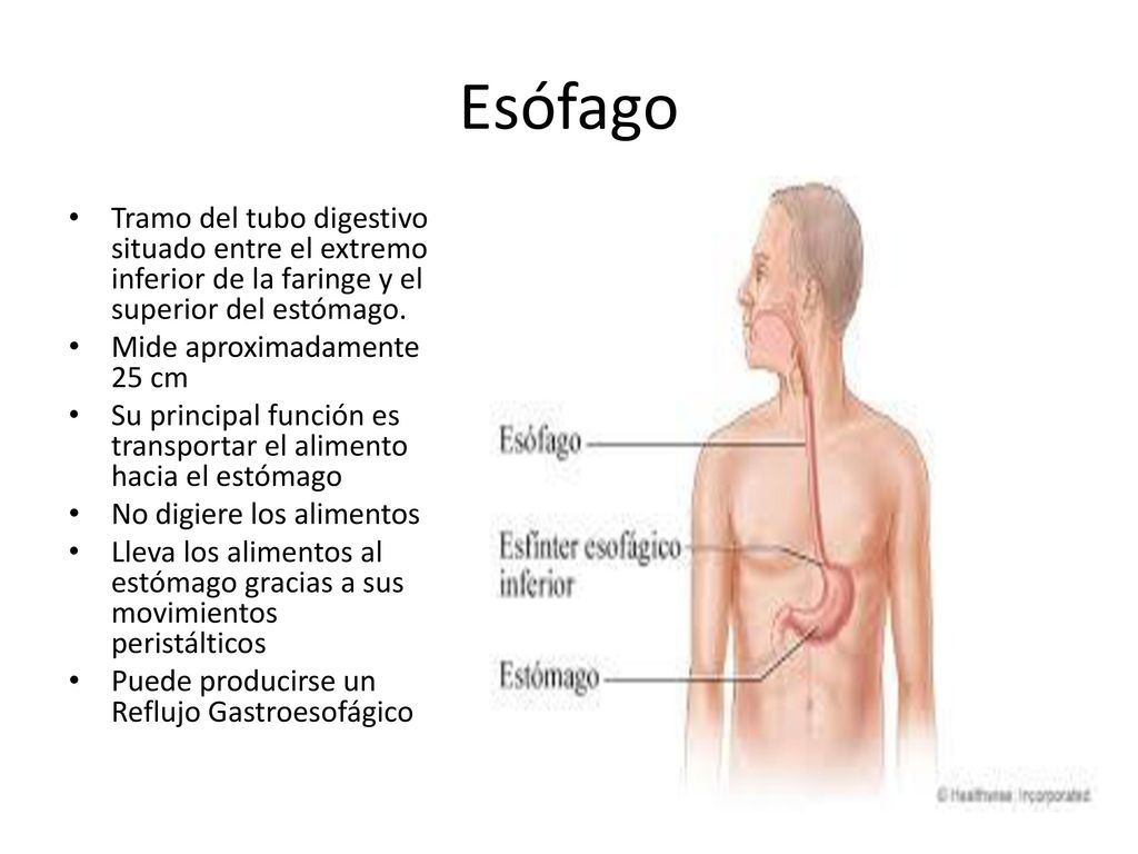 Esófago Tramo del tubo digestivo situado entre el extremo inferior de la faringe y el superior del estómago.