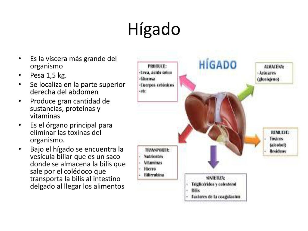 Hígado Es la víscera más grande del organismo Pesa 1,5 kg.