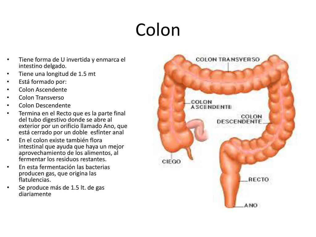 Colon Tiene forma de U invertida y enmarca el intestino delgado.