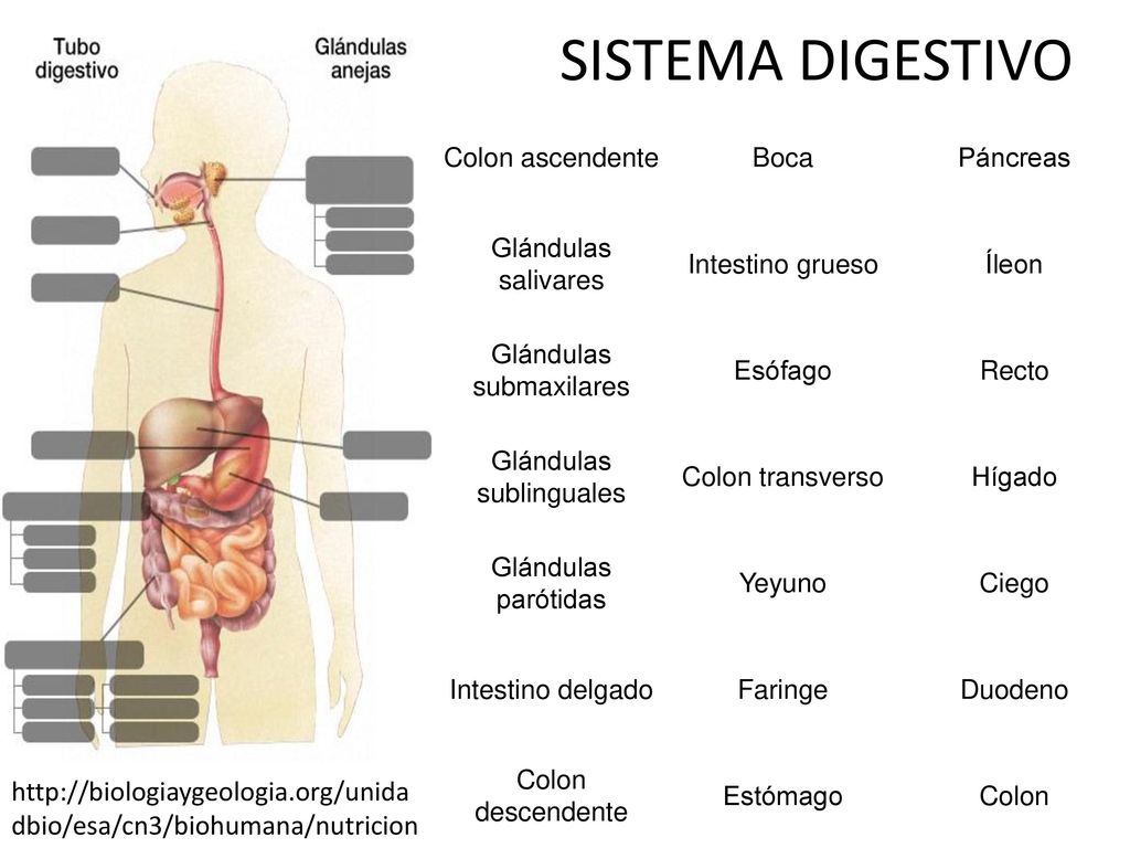 SISTEMA DIGESTIVO Colon ascendente. Boca. Páncreas. Glándulas salivares. Intestino grueso. Íleon.