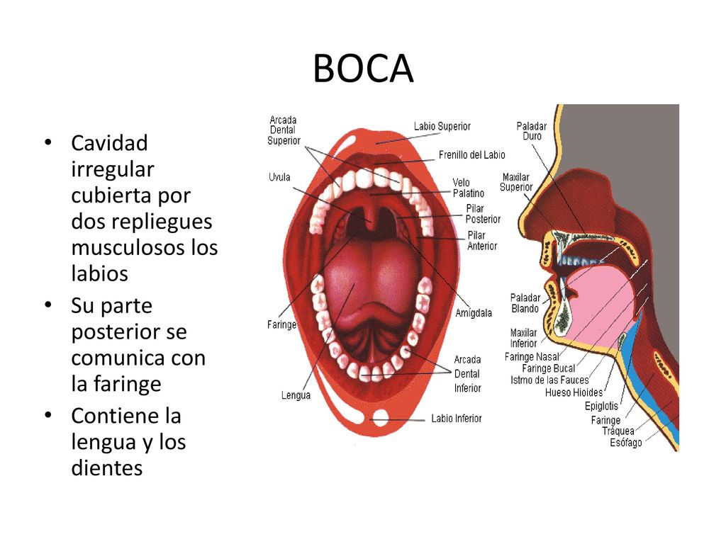 BOCA Cavidad irregular cubierta por dos repliegues musculosos los labios. Su parte posterior se comunica con la faringe.
