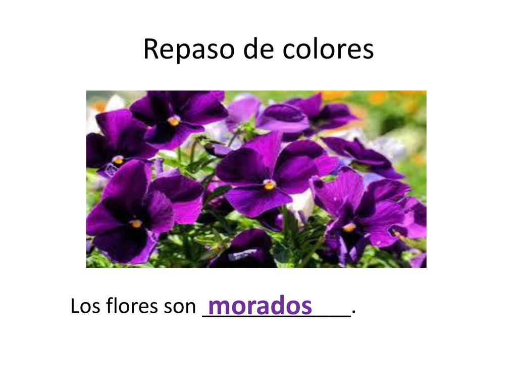 Repaso de colores morados Los flores son _____________.
