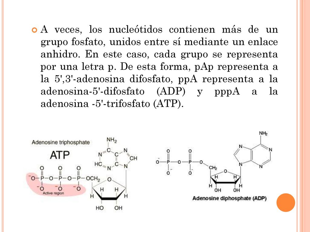 A veces, los nucleótidos contienen más de un grupo fosfato, unidos entre sí mediante un enlace anhidro.