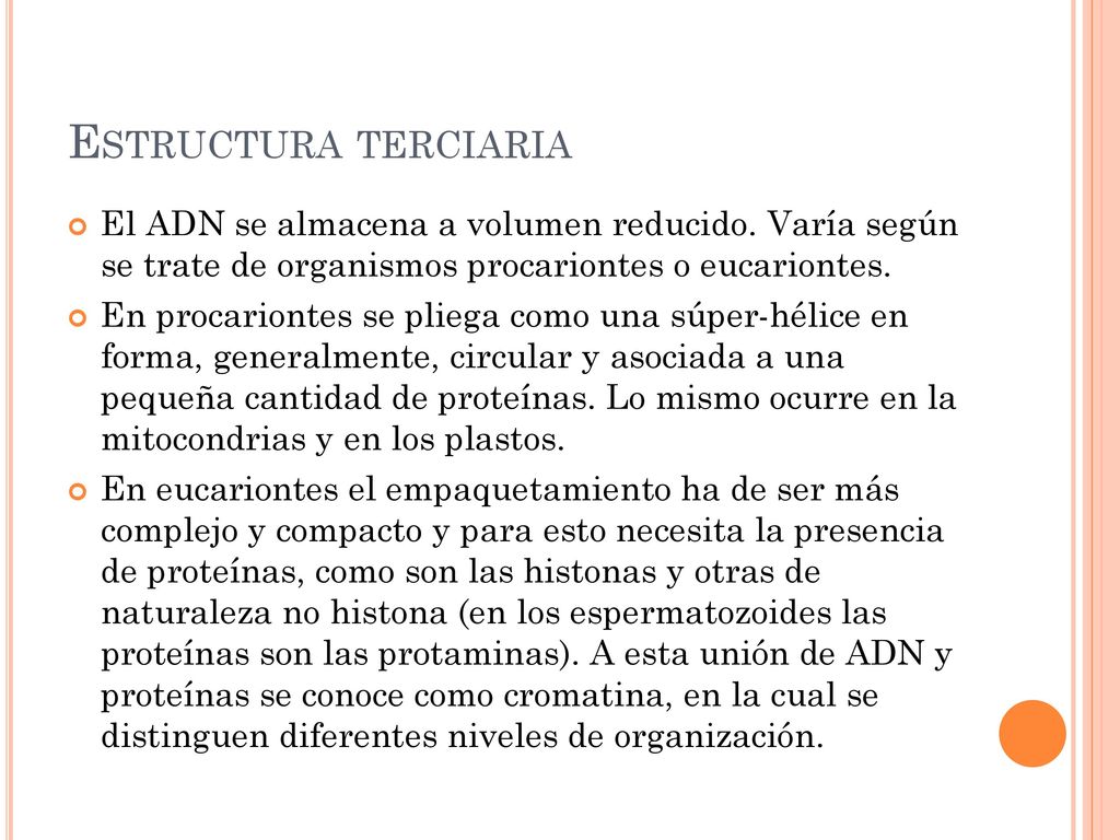 Estructura terciaria El ADN se almacena a volumen reducido. Varía según se trate de organismos procariontes o eucariontes.