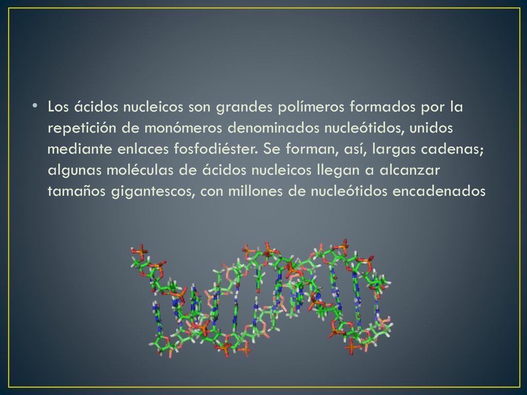 Los ácidos nucleicos son grandes polímeros formados por la repetición de monómeros denominados nucleótidos, unidos mediante enlaces fosfodiéster.