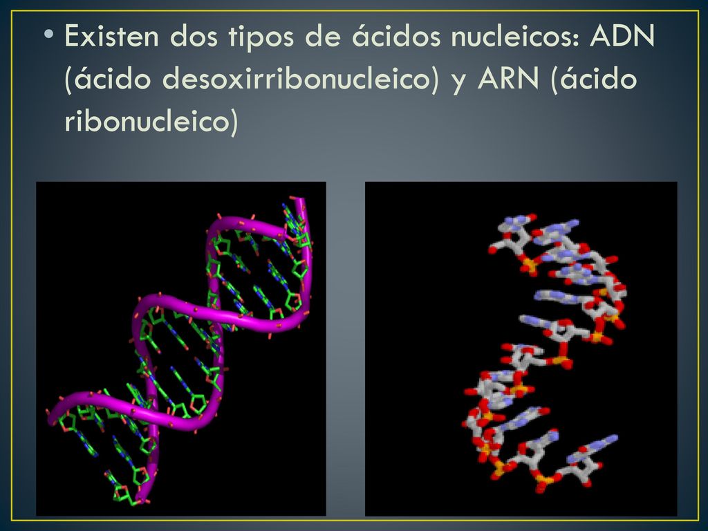 Existen dos tipos de ácidos nucleicos: ADN (ácido desoxirribonucleico) y ARN (ácido ribonucleico)