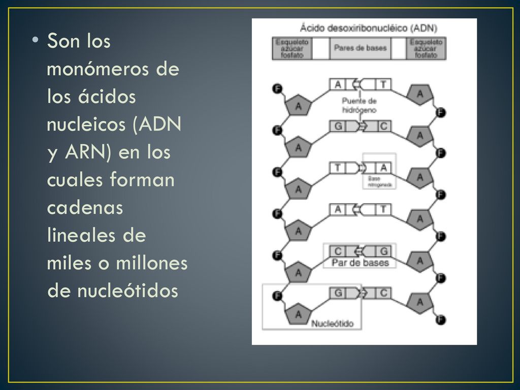 Son los monómeros de los ácidos nucleicos (ADN y ARN) en los cuales forman cadenas lineales de miles o millones de nucleótidos