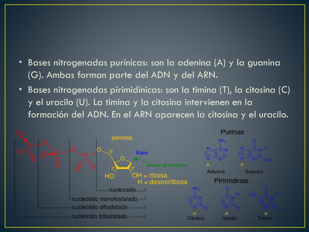 Bases nitrogenadas purínicas: son la adenina (A) y la guanina (G)