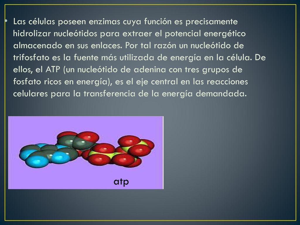 Las células poseen enzimas cuya función es precisamente hidrolizar nucleótidos para extraer el potencial energético almacenado en sus enlaces. Por tal razón un nucleótido de trifosfato es la fuente más utilizada de energía en la célula. De ellos, el ATP (un nucleótido de adenina con tres grupos de fosfato ricos en energía), es el eje central en las reacciones celulares para la transferencia de la energía demandada.