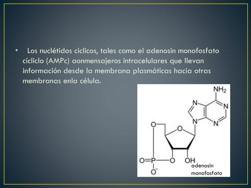Los nuclétidos cíclicos, tales como el adenosin monofosfato cícliclo (AMPc) aonmensajeros intracelulares que llevan información desde la membrana plasmáticas hacia otras membranas enla célula.