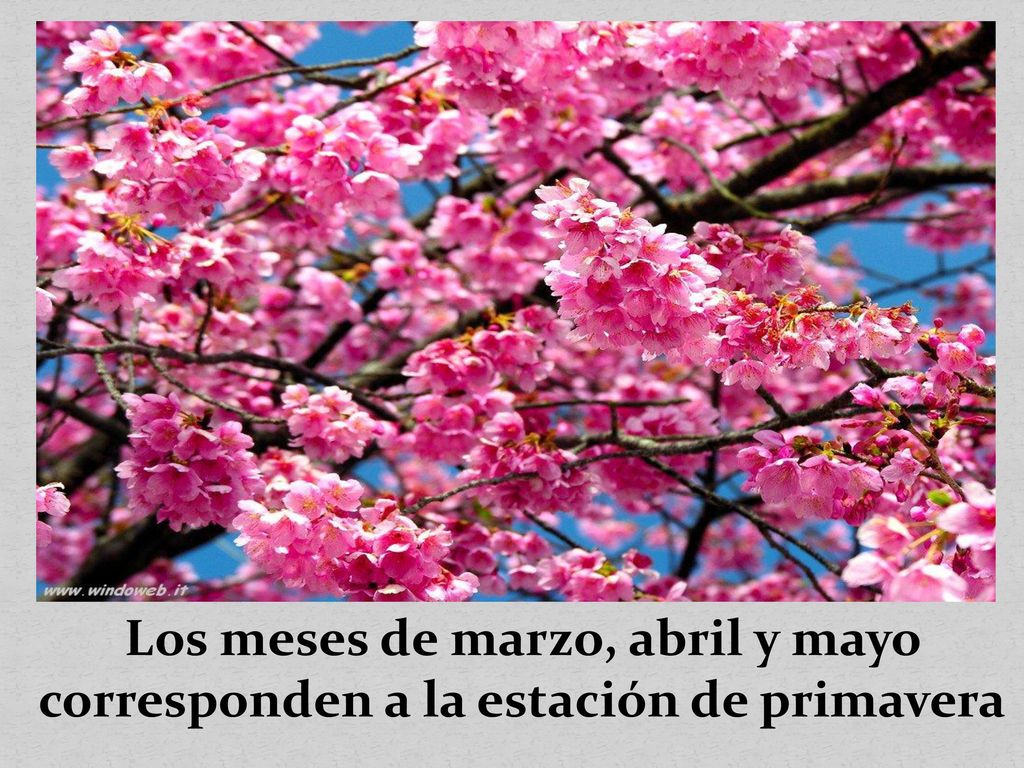 Los meses de marzo, abril y mayo corresponden a la estación de primavera