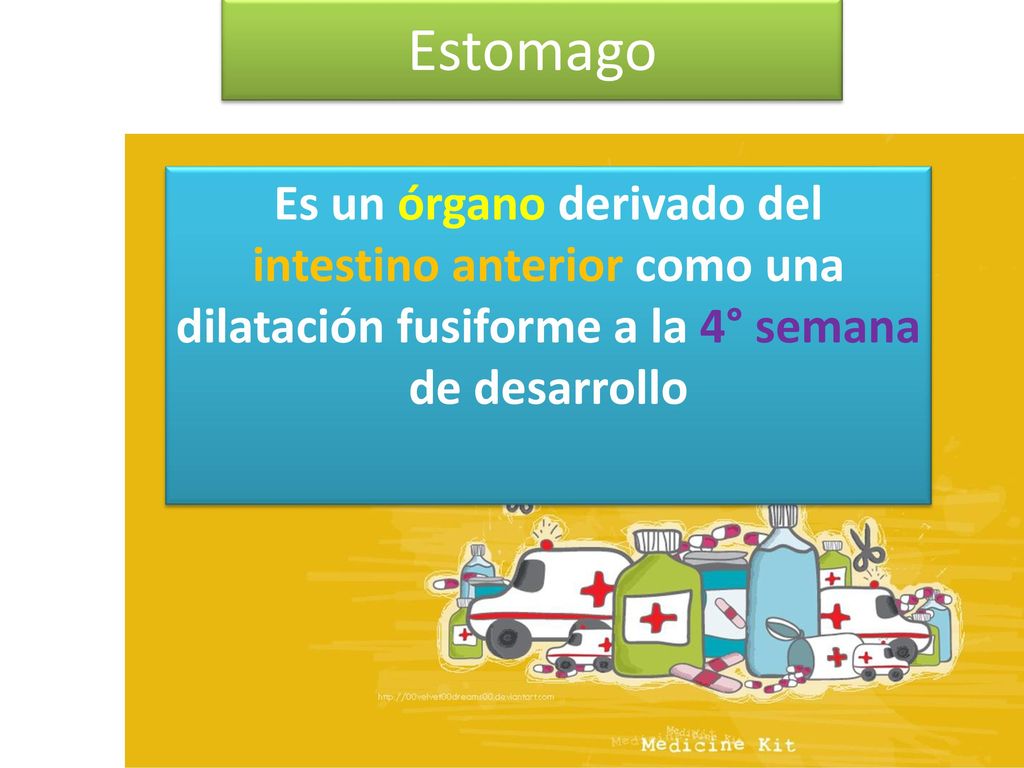 Estomago Es un órgano derivado del intestino anterior como una dilatación fusiforme a la 4° semana de desarrollo.